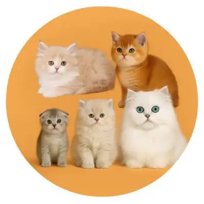 پاسیون گربه در سعادت آباد