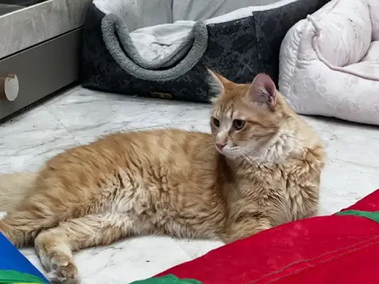 پانسیون سگ و گربه تو شهریار