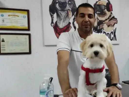 پانسیون سگ و گربه پوردو در سعادت آباد